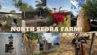 Must Visit Place In Qatar|| North Sedra Farm || Mini Zoo & Beautiful Farm|| Doha-Qatar||