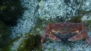Redrock crab protecting his female after molting #shorts