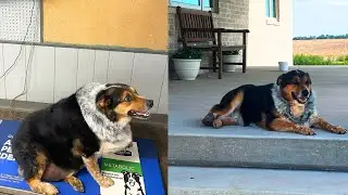 How This 130-Pound Cattle Dog Lost Weight and Dropped to 56 Pounds? Weight Loss Story