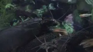 Gabon Shrimp - Atya gabonensi