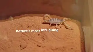 Scorpions: The Cool Desert Dwellers!