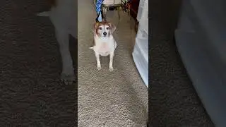 My little beagle begging for food ￼