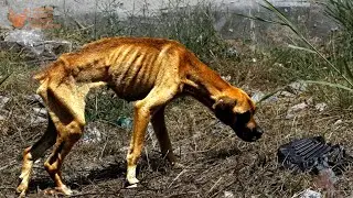 Starving Stray Dog Crisis in San Antonio has People Lining Up By The Hundreds For Support in Texas