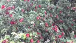 Callistemon citrinus 'Little John' - 'Little John' Lemon Bottlebrush