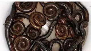 At night Ihunted for a god like millipedes#millipede#