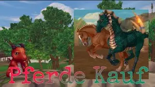 sso Drachen Pferde {Pferdekauf}