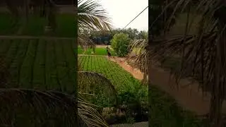 zipline adventure,Ariel adventure, flying fox ,dashing kid, #shorts #travel #youtubeshorts
