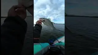 Hybrids fishing. Cold but enjoy moments. The bite was crazy. #fishing #outdoors #garminlivescope 