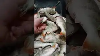 воевал окунь #рыбалка #fishing