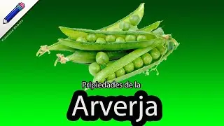 propiedades de la arveja Alverja jud&iacute;as guisante ch&iacute;charo