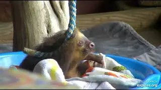Rescued baby sloth Landon is always smiling!  🥰🥰  Recorded: 02/24/23