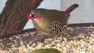MVI 0800Red Eared Firetail finches feeding