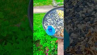 Indigo Buntings are so pretty #birdnerd #birds #nature #birdspecies #wildlife #indigobunting