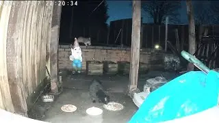 Cats Foxes Gangs all here 😭 #trailcamera #redfoxes #urbanfox #wildlifecam #shortvideo #urbanwildlife