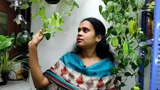 10 Best Low light Plants | தமிழ்