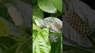 Wild betel leafbush, Indian Wild pepper -Piper sarmentosum #betelleaves #betel_leaf #ind #longpepper