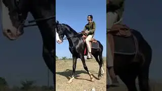 Stallion Mahasundar | Son of ati-sundar | Dev Darbar Line | The horse of Gujarat#short#horse