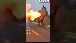 elephant power #elephant #angry #sound #animals