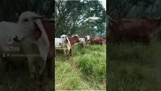 Ganado de leche, Gyr lechero, ganader&iacute;a ca&ntilde;a dulce