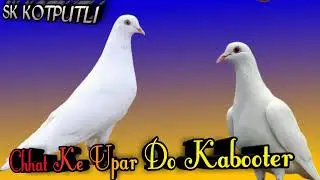 Chhat ke upar Do kabooter