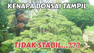 @ pruning method and the right time before entering a contest #bonsai #bonsaicare #bonsaiulmus