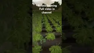 potato farming series #simulatorgames #farmingsimulator23 #potatofarming #automobile #gaming
