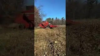 1979 Massey Ferguson 750 Corn Harvest 2023