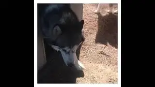Cachorros ALASKAN MALAMUTE