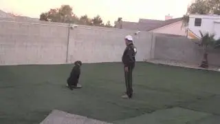 Teaching a Sport Dog to 