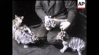 Tiger Quintuplets At The Zoo