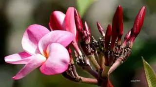 Dok Champa Lao