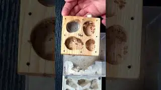 How I Moved My Mini Carpenter Ants