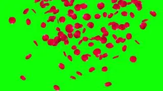 Red Rose Petals Falling Green Screen