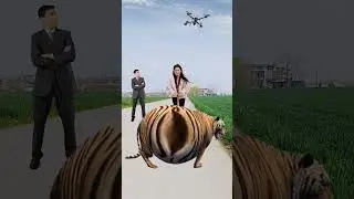 Сумасшедшая 😧 Женская вспышка Королевский бенгальский тигр #визуальные эффекты #тигр #шорты