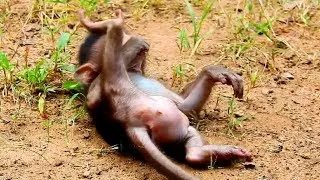 Poor baby timo slide down, Why mum not see this ? Baby smart & healthy , Cute little monkey