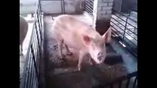 ISHWAR SINGH PIG AND GOAT FARM  India- 09896505524
