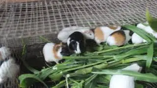 best guinea pigs for breeding#guineapig #bunn #rabbitfarming