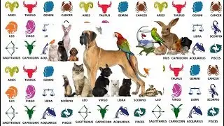 Best Pet Choices According to Your Zodiac Sign