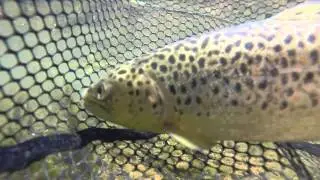 Caney Fork River Brown Trout Fly Fishing!