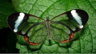 Glasswing butterfly 🦋 🥰😍 | Best video capture 😍.. #butterfly