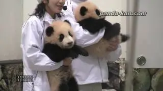 Twin baby pandas, Kai Hin and You Hin(1) 2010/12/23 海浜と陽浜の公開体重測定