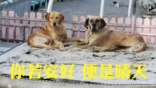大院及在医的宝贝们 Dog rescue in China 20240528