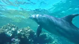 Vor ein paar Tagen während unserer Delfin Tour :)