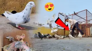 Kalduma Kabootar Pkda 😍 || Kya Ye Allahabadi Kabootar Hai 🤔