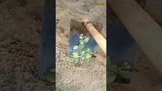 Surprising Herb Growing on the Edge of a Water Canal! 🌿💧