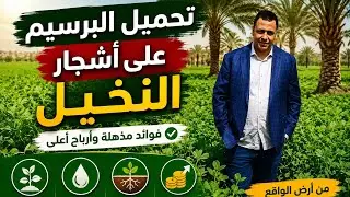 تحميل البرسيم على أشجار النخيل