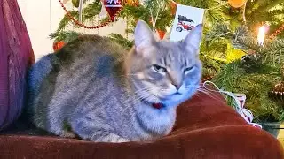 Грустная сказка ( быль) про кота Бальтазара.