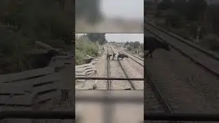 He Ran in Front of a Train to Save Cows! 🚆🐄
