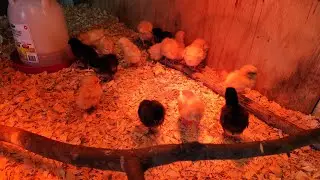Little Chick's doubled in size and growing wings - Luna, get out of my truck
