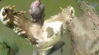 Crocodile sequence from Robbie's A Day in the Life video
